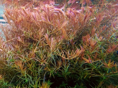 ROTALA HONG KONG - 5 SZT. - hodowla podwodna