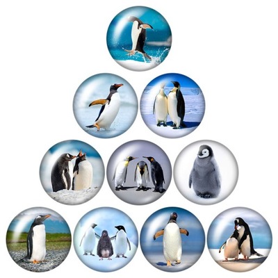 Zwierzęta pingwin niedźwiedź polarny wieloryb ocea