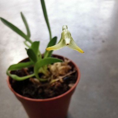 Miniaturowy STORCZYK Masdevallia minuta