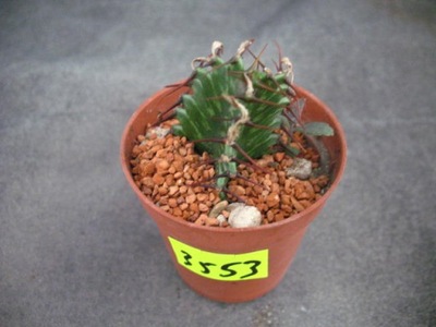 Euphorbia 3553 don 5,5cm PB1019P