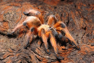 Aphonopelma moderatum L3 - Ptasznik naziemny