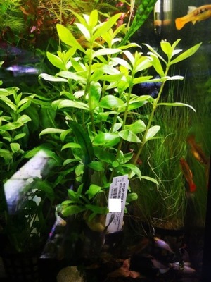 Hygrophila polysperma-Nadwódka wielonasienna