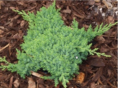 Jałowiec Juniperus Płożący Grey Pearl nr. 889