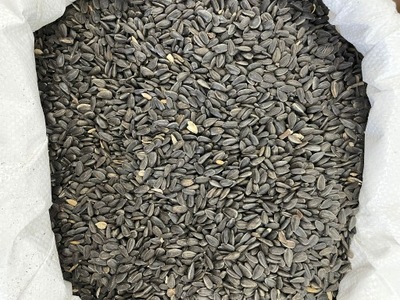 czarny słonecznik karma dla ptaków 10 kg