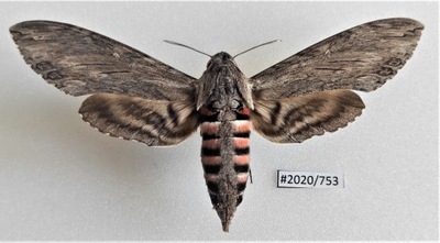 Motyl Agrius convolvuli samica 116mm .