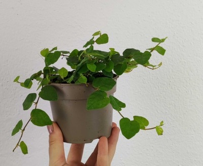 Figowiec Ficus Green Sunny S 10-15 cm
