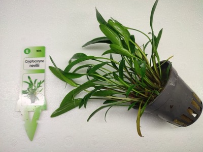 Cryptocoryne nevillii [koszyk]
