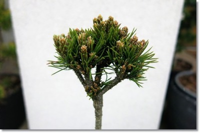 Pinus mugo 'Vanc Jemny' - UNIKAT !!!!!!