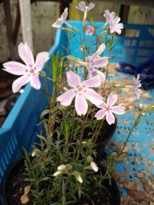 Floks Candy stripes (Phlox subulata) sadzonka