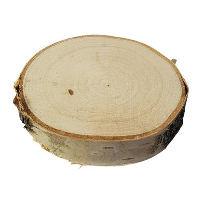 Suche Plastry drewna krążki brzoza 10-15 cm SZLIF