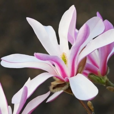 Magnolia loebnera 'Leonard Messel' poj. 2l