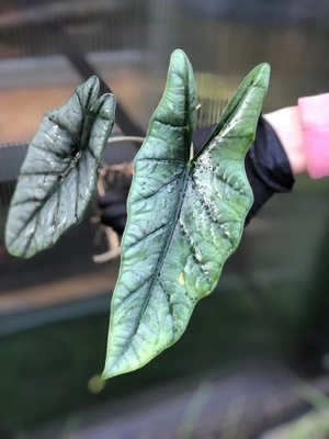 Alocasia Heterophylla- Bulwa | Alokazja