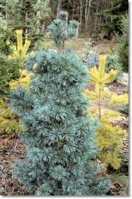 Pinus parviflora 'Ibo-can' ... !!! !!! !!!