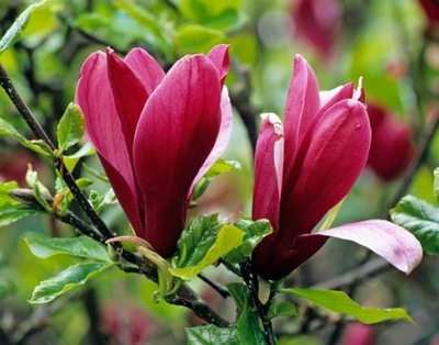 PURPUROWE KWIATY! MAGNOLIA NIGRA, ŁADNE SADZONKI!