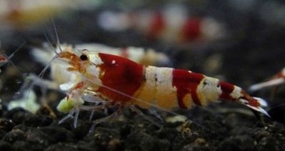 CRYSTAL RED A/S krewetki Caridina