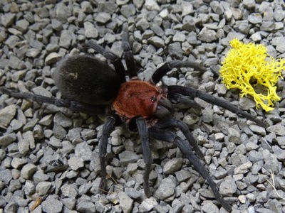 PAJĄK PTASZNIK BUMBA HORRIDA SAMICA 3DC