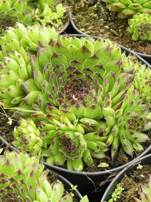 rojnik Reinhard - doniczka 1,0 l