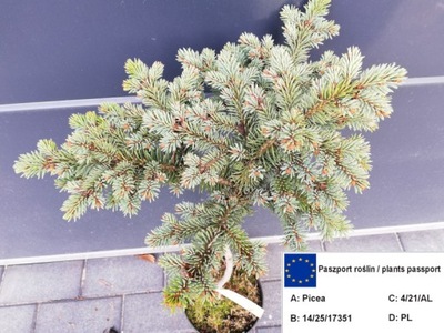 Świerk SZCZEPIONY 50cm PICEA PUNG TOKARZ