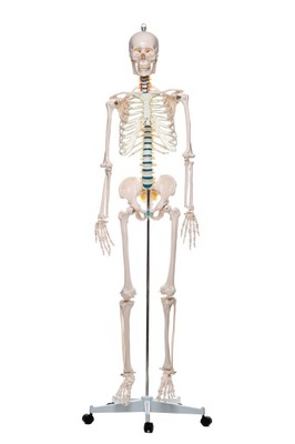 Szkielet model anatomiczny ludzki człowieka 180 cm