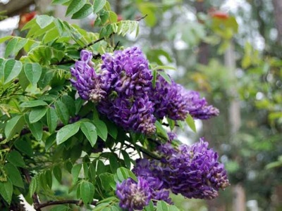 Glicynia amerykańska Longwood Purple wisteria C2