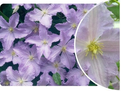 POWOJNIK 'Clematis' BŁĘKITNY ANIOŁ