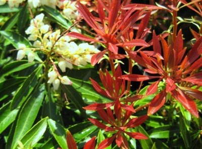 Pieris japonica 'Mountain Fire'