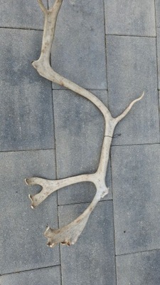 POROŻE JELENIA BYK TROFEUM ZRZUT RENIFER DANIEL