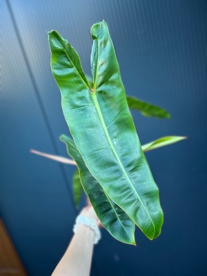 Philodendron Billietiae, Filodendron