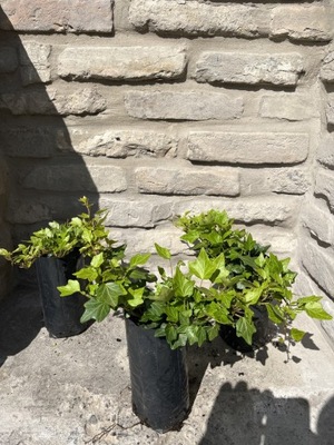 Hedera helix „Duckfoot”- borostyán
