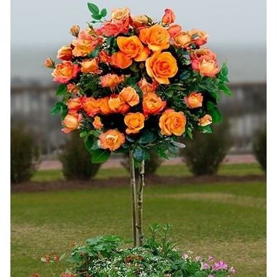 Róża Na Pniu Pomarańczowa gatunek I art. nr 537D