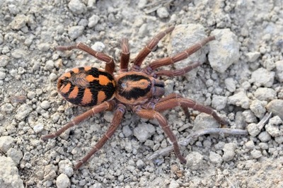 Hapalopus formosus L3- SPIDER LUBLIN