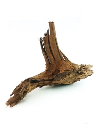 Korzeń Mangrowca L 30-60cm - 1szt