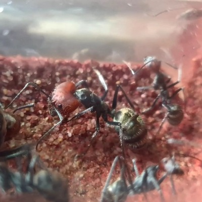 Camponotus singularis Q+10-25 w. Królowa, Kolonia, Mrówki do Formikarium