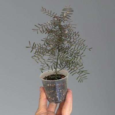 Phyllanthus niruri subsp. lathyroides from Mexico