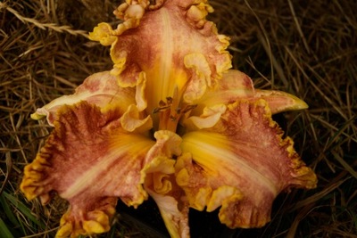 Liliowiec Hemerocallis 'Darla Anita'