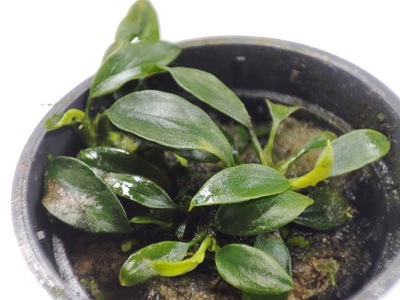 Anubias nana 'Pangolino' [koszyk]