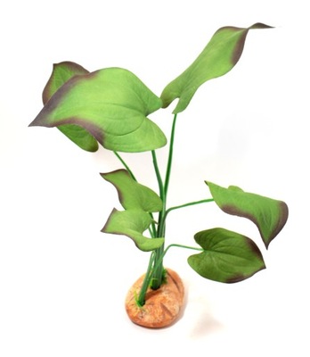 Roślina do terrarium SYNGONIUM XL 30cm NOVA stojąca