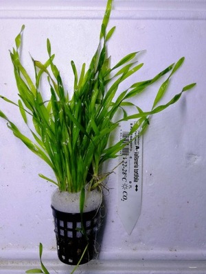 Vallisneria tortifolia [koszyk]