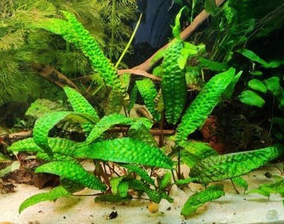 Cryptocoryna HUDOROI - import z Azji - jedyna na Allegro, unikat