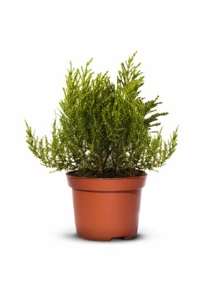 HEBE IMBRICATA CSERÉPHANGÁK CSERÉPBEN - 30 db