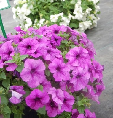 Petunia Conchita Grande