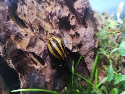 ŚLIMAK Neritina sp. ZEBRA na glony jak HELMET