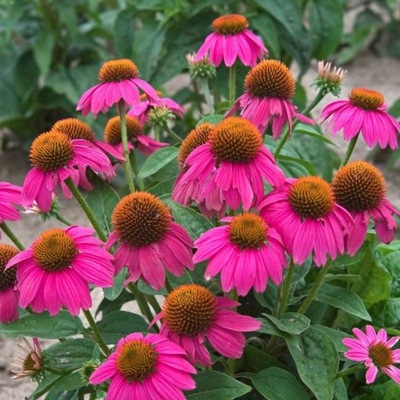 Rudbekia różowa Sadzimy-pl.