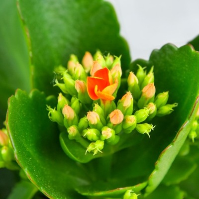 Kalanchoe kwitnący sukulent z drobnymi kwiatuszkami. Maluszek 6cm.