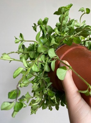 Peperomia rotundifolia