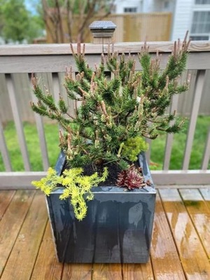 NA BIG BONSAI Sosna wydmowa 'Spaan's Dwarf'