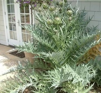 Karczoch zwyczajny, Cynara scolymus