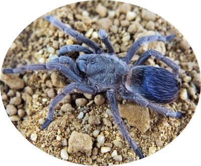 Pseudhapalopus sp. Blue SpidersForge)