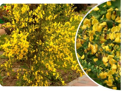 ŻARNOWIEC 'Cytisus' ŻÓŁTY