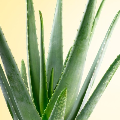 ALOE VERA aloes zwyczajny MIĘSISTE LIŚCIE leczniczy sukulent rozmiar S